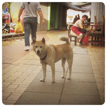 A Dog in Coloane, Macau